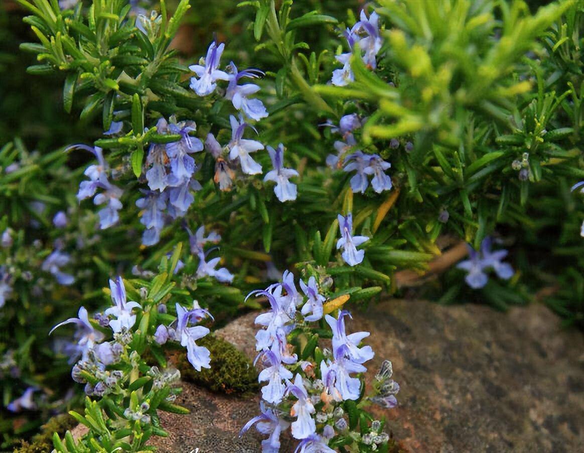 迷迭香开花的图片大全图片