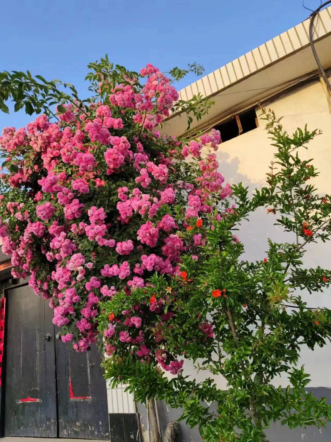 【绿满沂蒙花满村】砖埠镇"特色庭院"展播