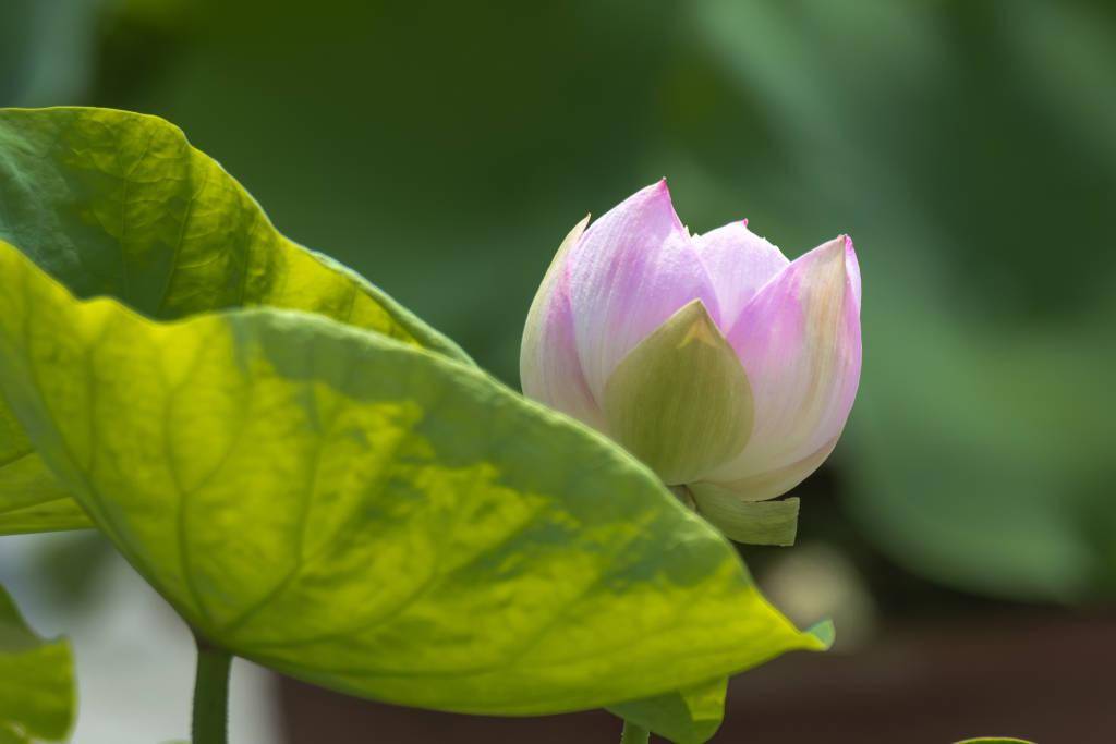 北京:莲花池公园荷花夏日绽放