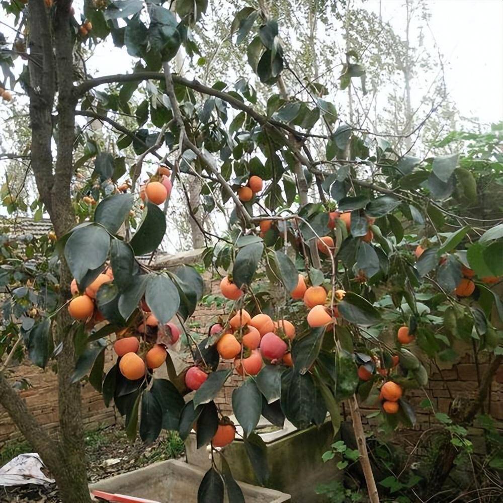有院子就养4种果树,不怕冷不怕热,皮实好养,喜庆旺盛很美味_庭院_果子