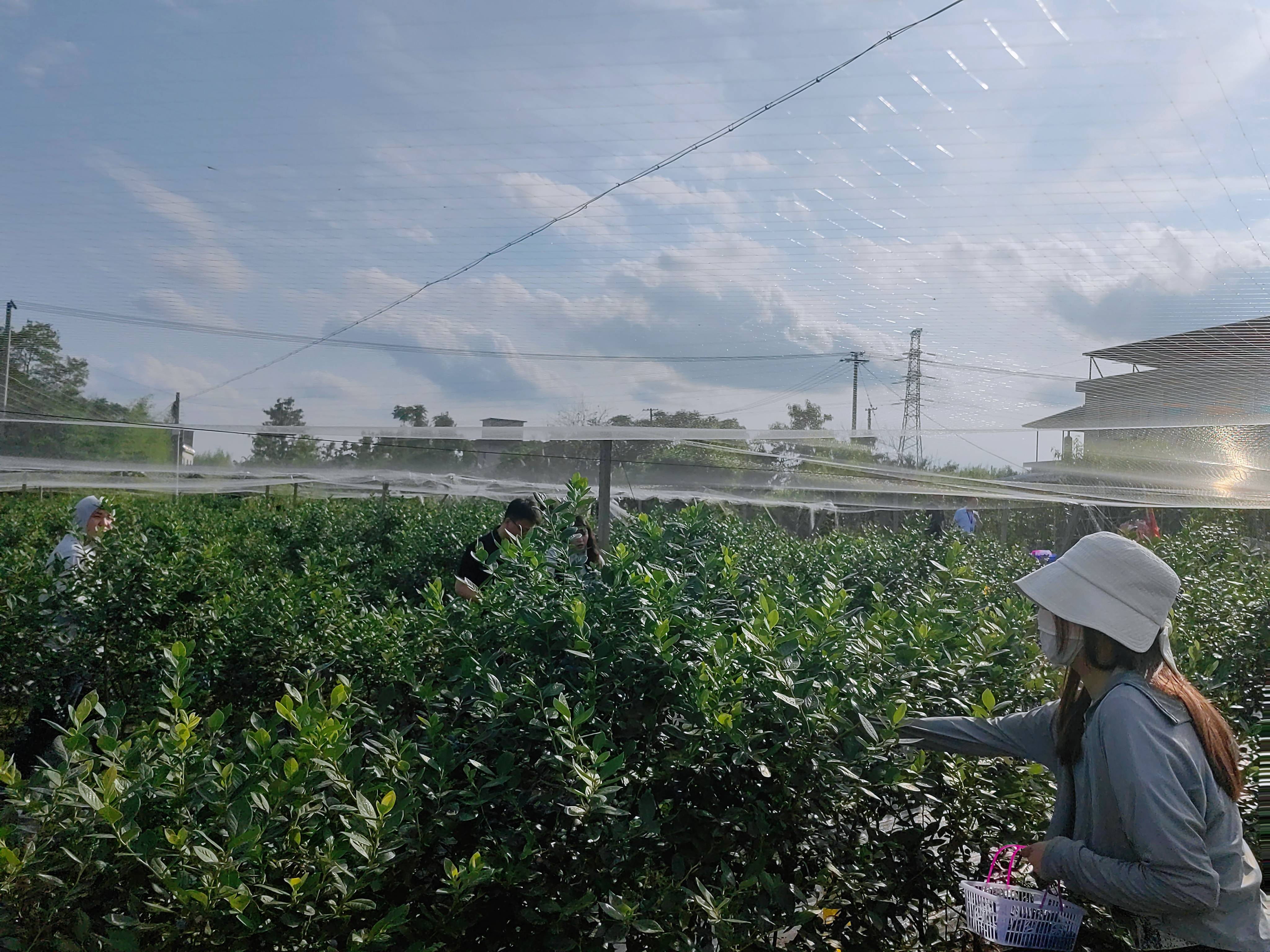 "既育蓝莓又种风景,5月进入成熟季以来,入园采摘的游客数量已超4000