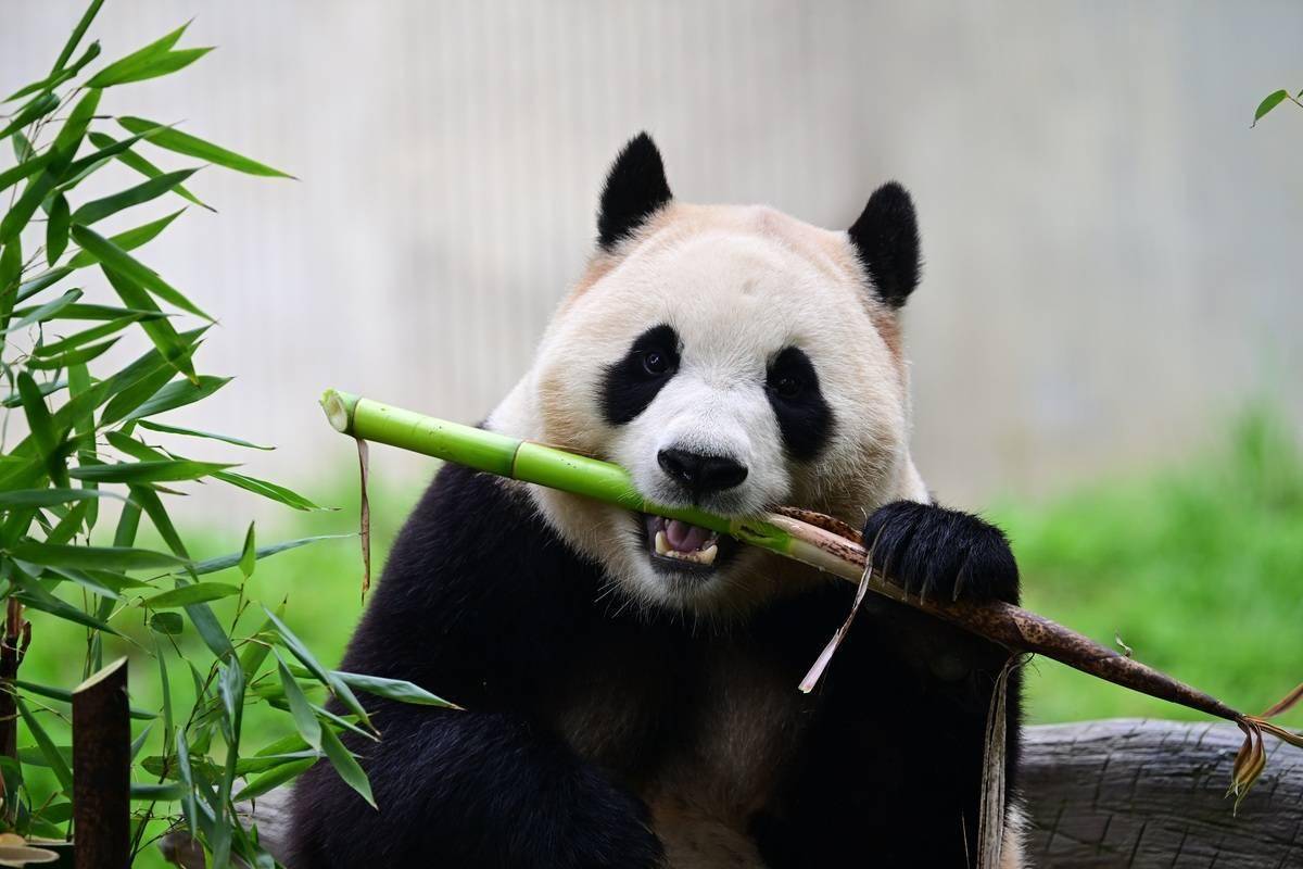 大熊猫"福宝"今日与公众见面