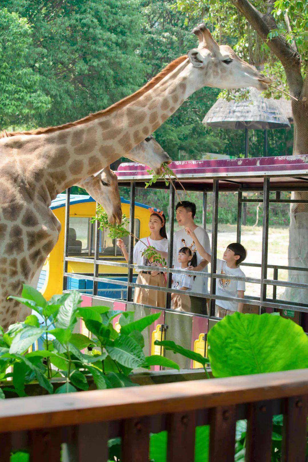 6月·熊猫亲子团￥2300起~广州长隆水上乐园 动物世界 大马戏 飞鸟