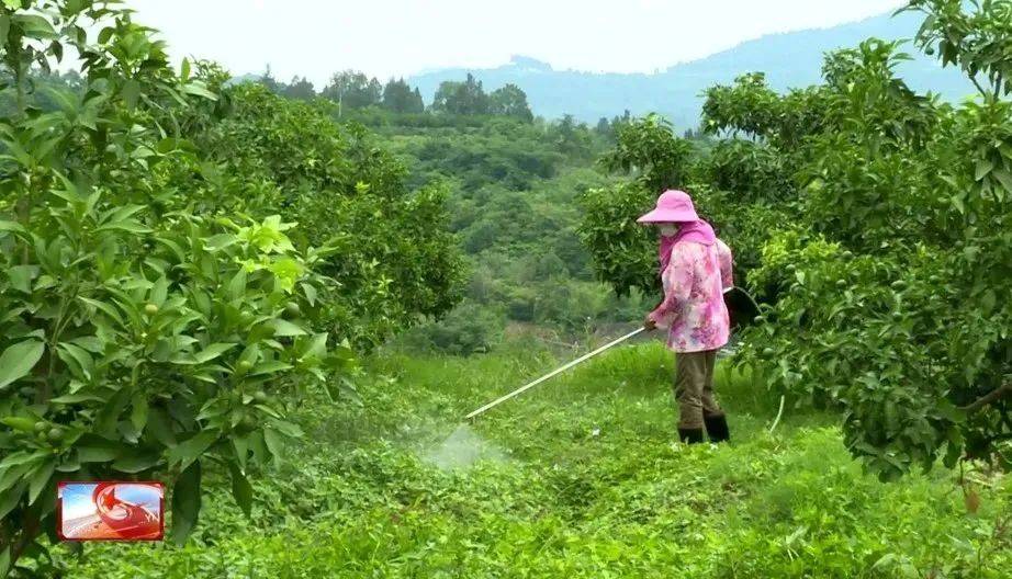 抓好柑橘管护 保障稳产增收