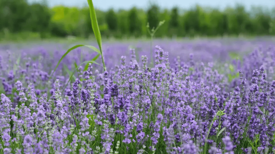 【魅力香城】薰衣草大片来袭~双河六月的绝绝紫在这里→→→快来