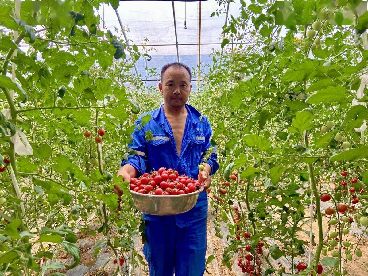 红风玲等品种的圣女果,得益于适宜的气候条件和科学的种植管理,圣女果