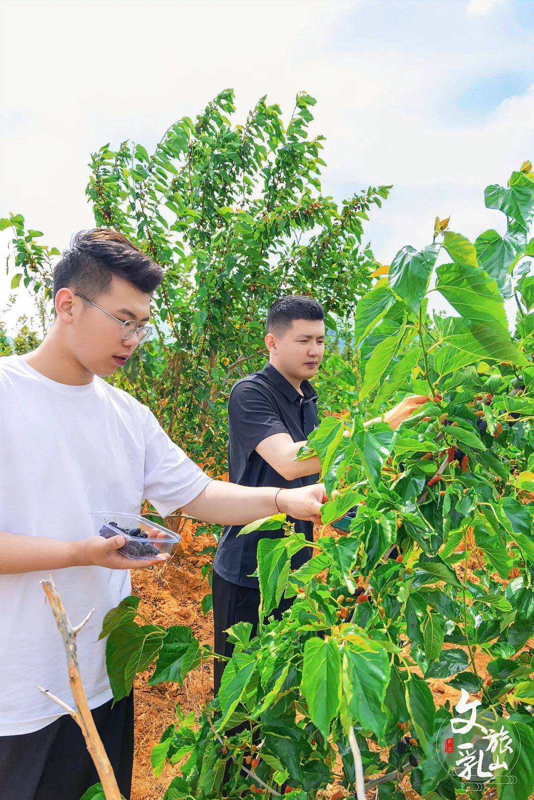 来一次桑葚采摘,与自然双向奔赴, 去了就会爱上!