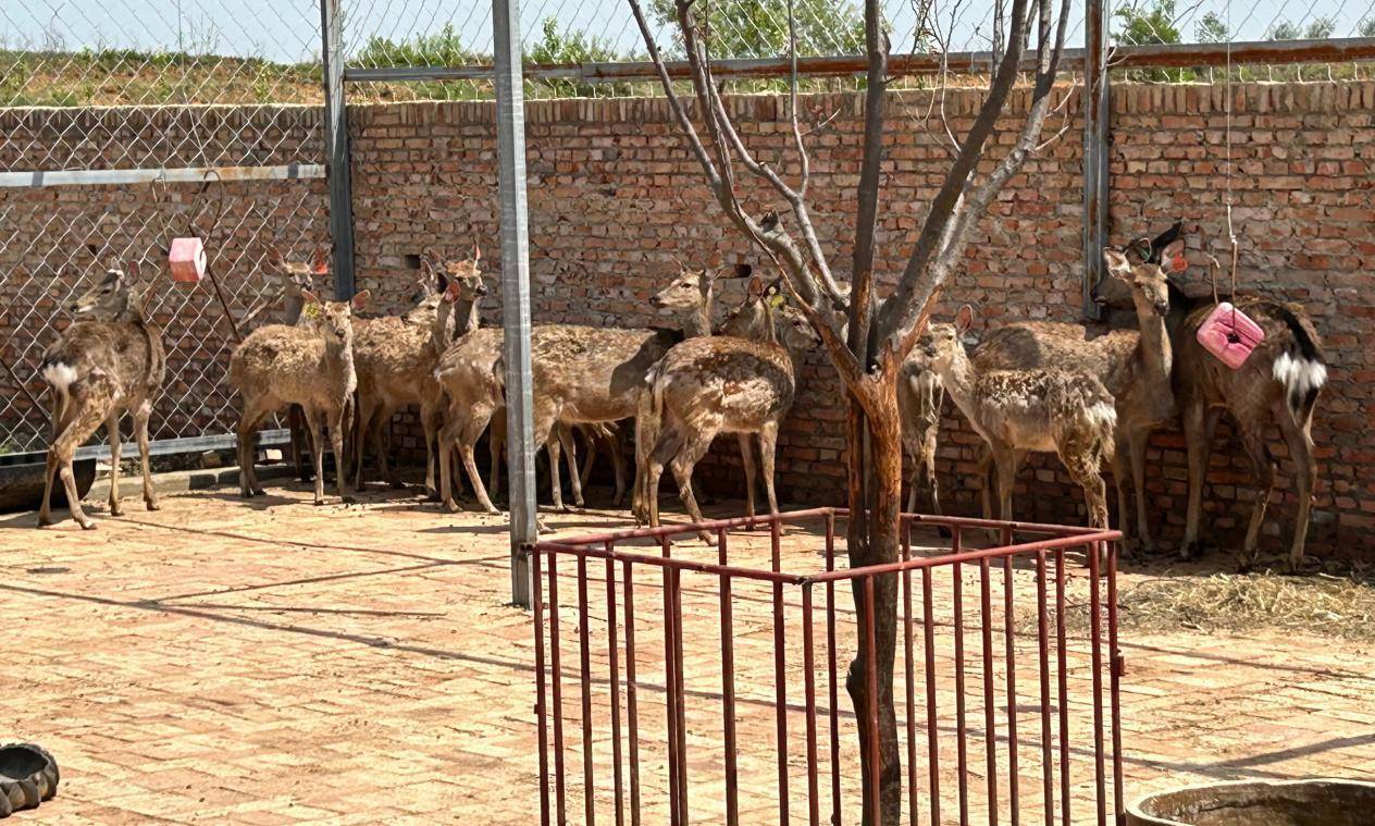 铜川市印台区阿庄镇:特色养殖开辟致富"鹿"