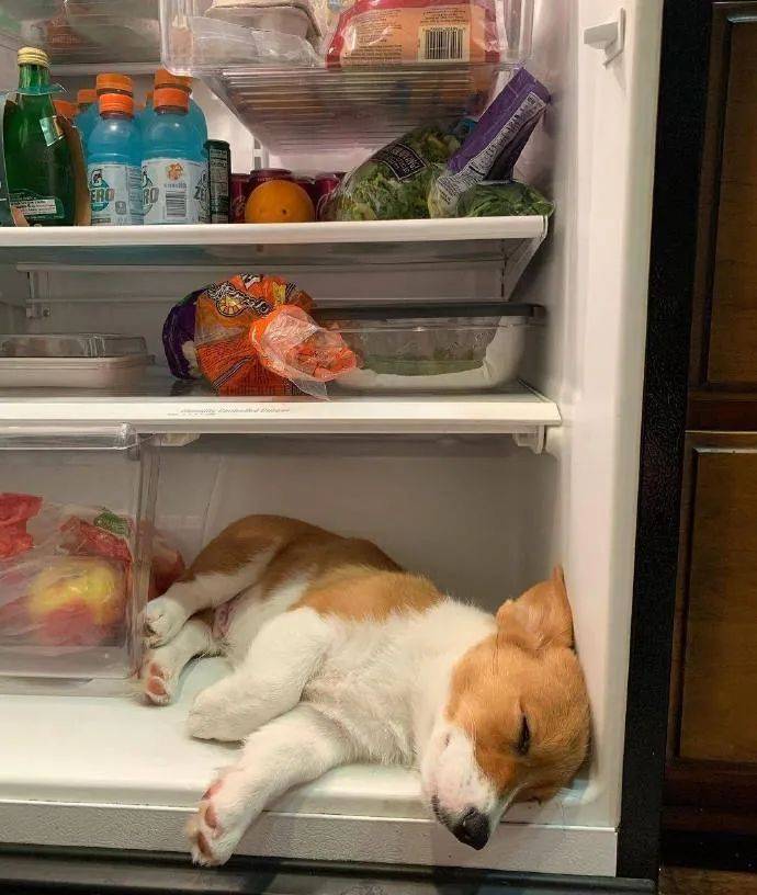 一只把冰箱当基窝了的柯基,请问你上辈子是可爱多吗?