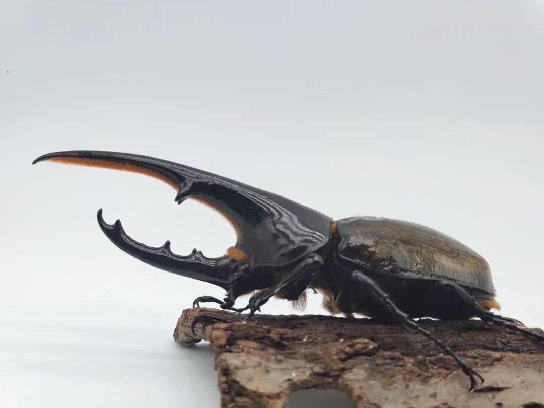 6.15 | 走进奇妙的甲虫王国,领取孩子的专属甲虫礼物