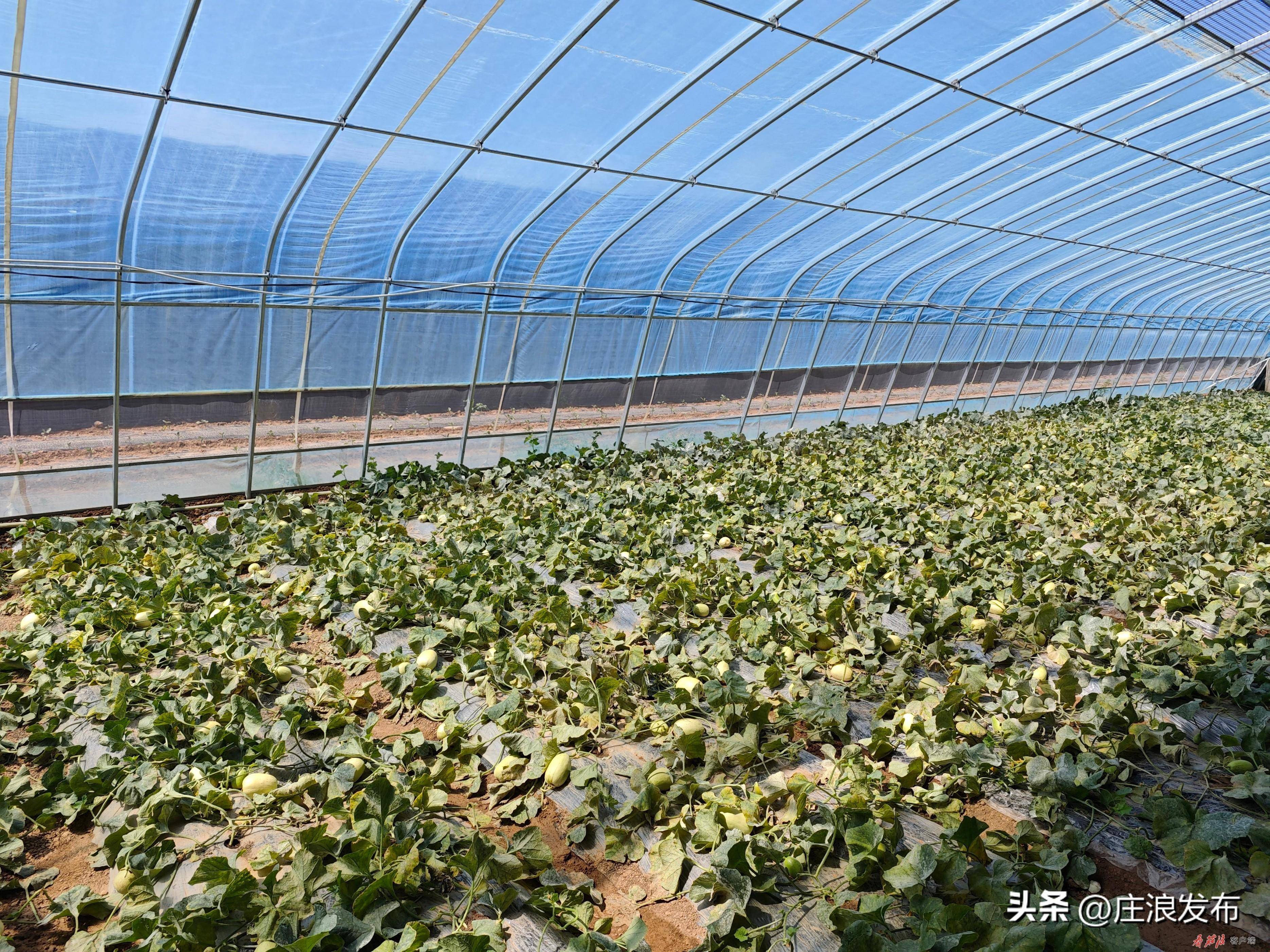 田间示范秀甜瓜图片