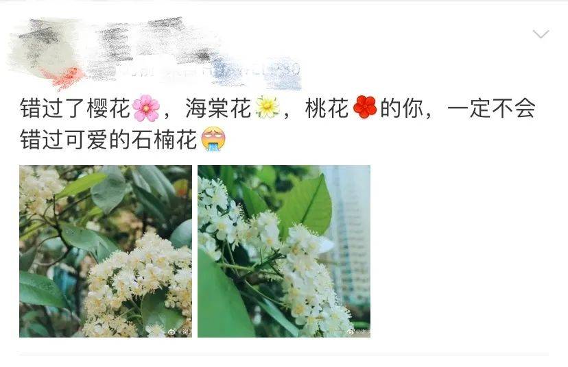 石楠花_味道_网友