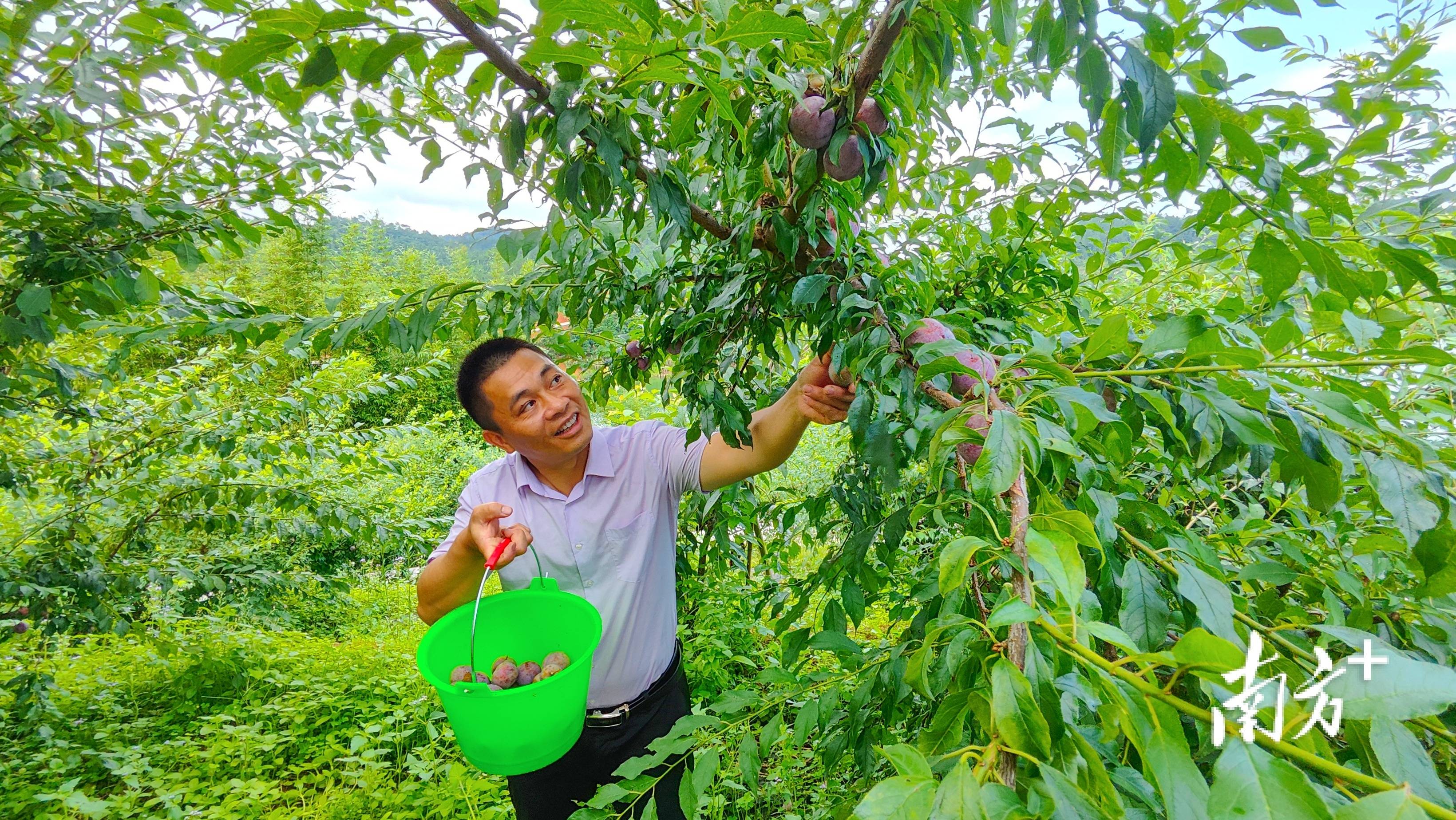有"李"真甜!蕉岭蓝坊百亩李子迎丰收