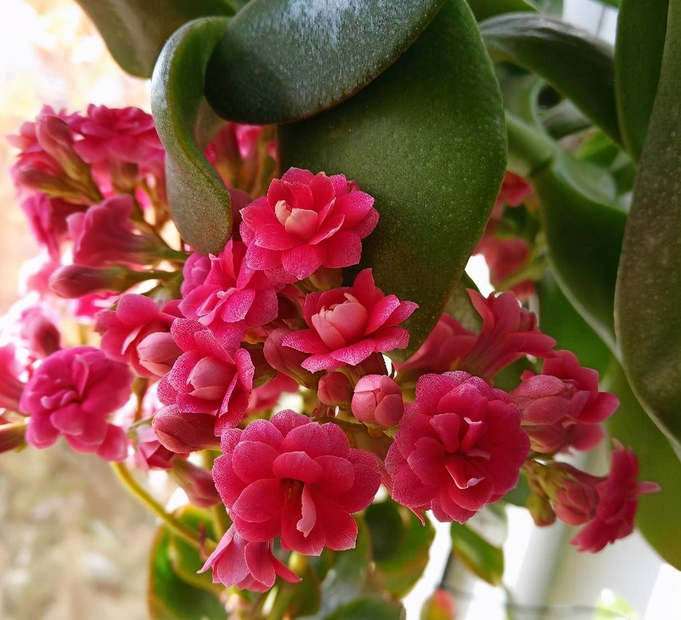 大神这样养"长寿花",嫁接在玉树上,株型美,花更美丽