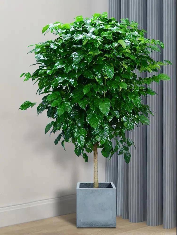 老人说,"客厅养5树,十家九富",不是迷信,真的是好处多多_盆栽_养护