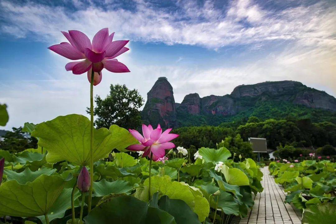 最佳观赏期到了!带上家人邀上好友去石城赏荷吧