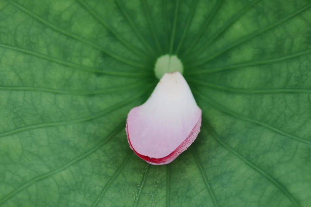 石城荷花图片