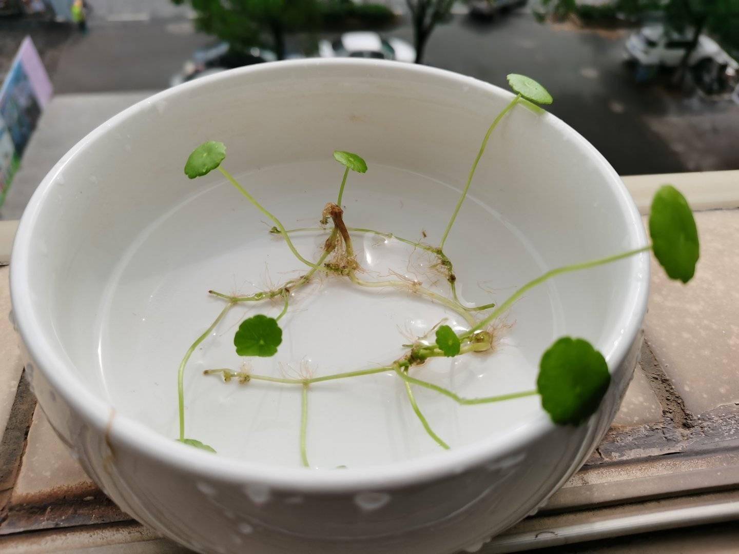 5,水培大蒜冬季时,别的盆栽绿植都长势缓慢,希望家里还有自然的