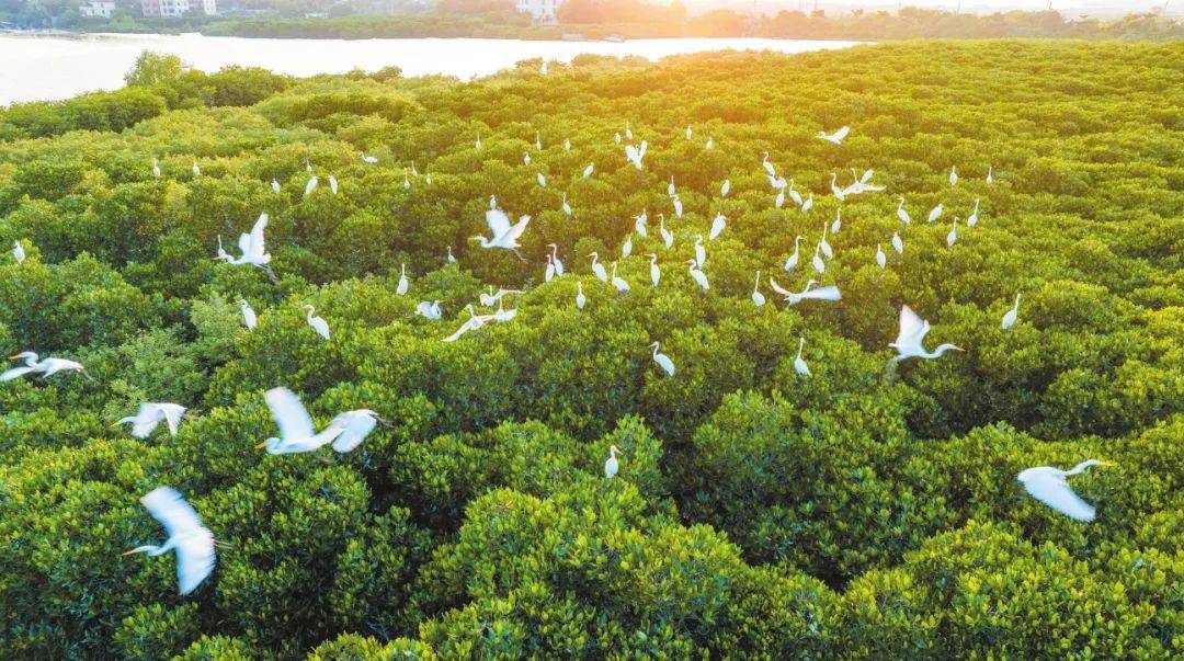生态治理 | 海口这里的美景,藏不住了!