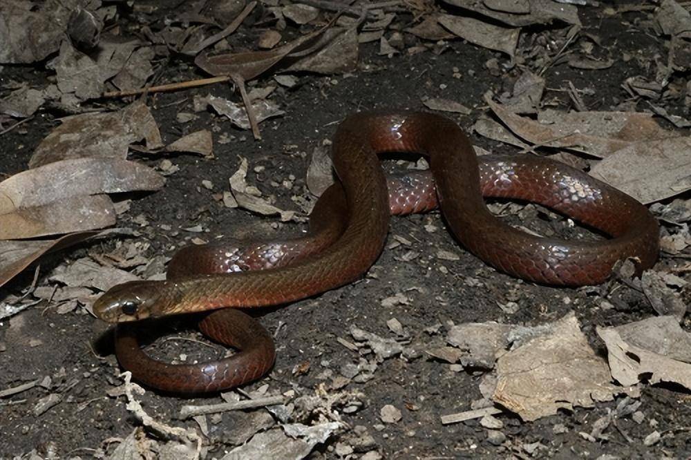 四川发现的螭吻颈槽蛇,利用萤火虫炼毒,含毒还爱吞火?