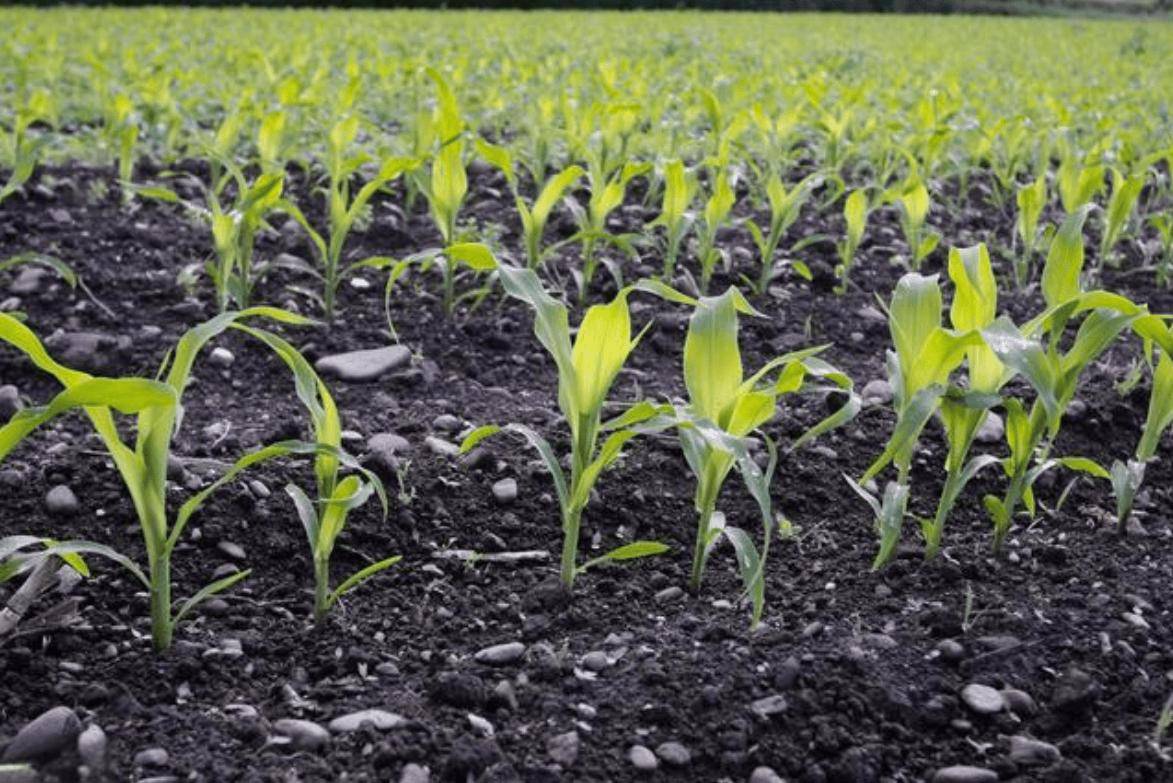 今年土壤干旱条件下种植玉米的建议