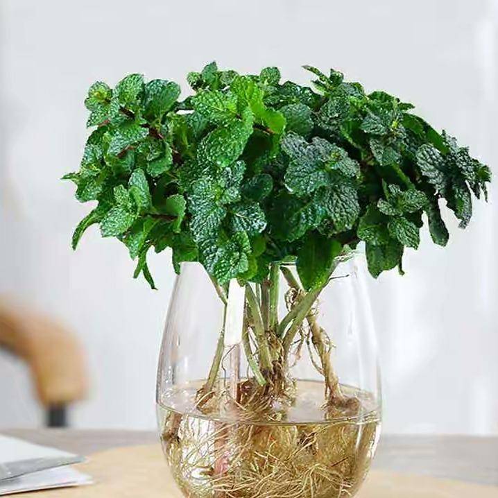 4,水培铜钱草铜钱草圆圆的大叶子,看起来清新养眼很繁茂,它喜欢水喜欢