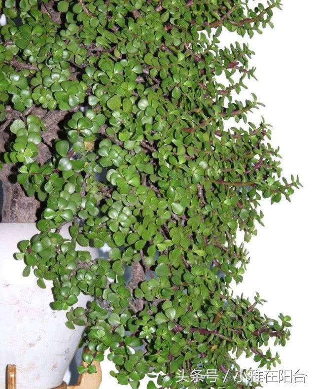养金枝玉叶,一个小技巧,盆栽变成漂亮盆景,叶绿枝多姿态优美