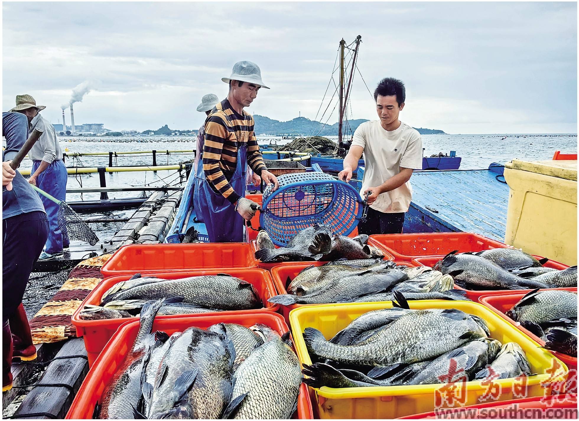 耕海牧渔建设"海上粮仓"_养殖_饶平县_网箱