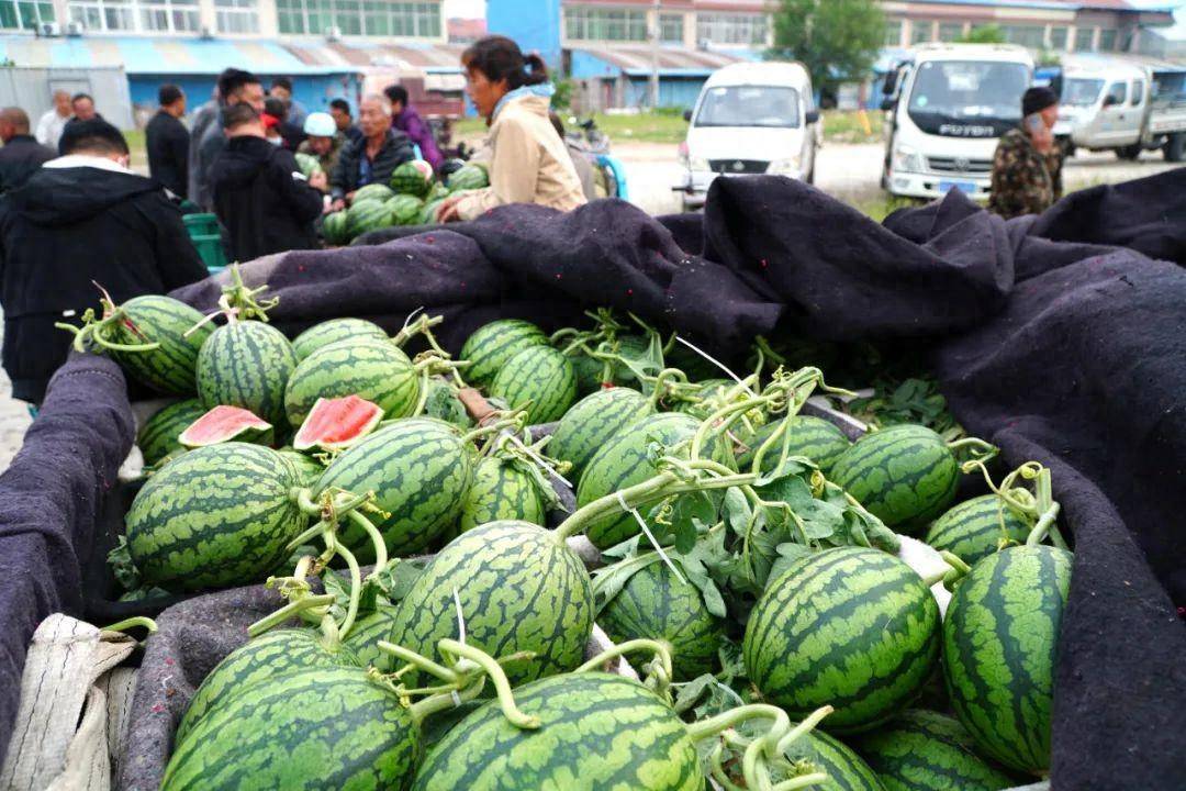 实打实的“奢侈品”！日韩的西瓜为啥那么贵？