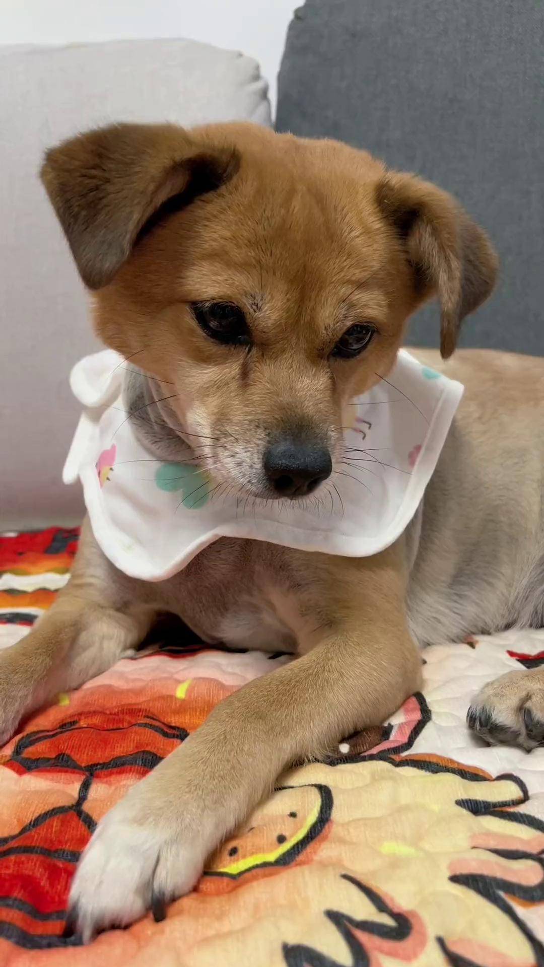 如果小狗变成人,应该会第一时间弑主吧?二狗子 中华田园犬