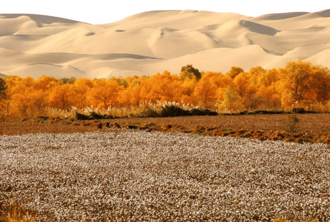古尔邦节巴州旅游攻略,助你畅游无忧!