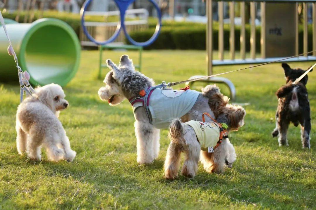 宠物友好商业,本质是做有人情味儿的商业_服务_消费者_成都