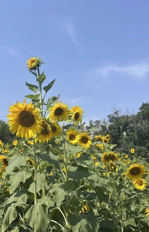 临淄花海图片