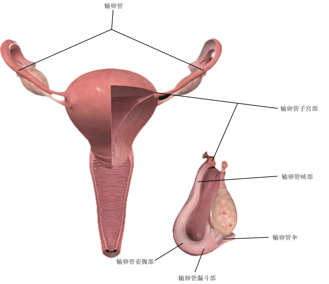 解剖 子宫 近距离图片