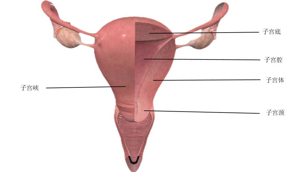 女性子宫宫颈结构图图片