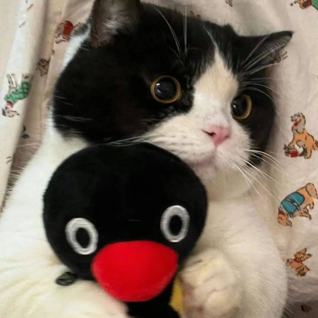 头像 | 我猜你不敢用的头像