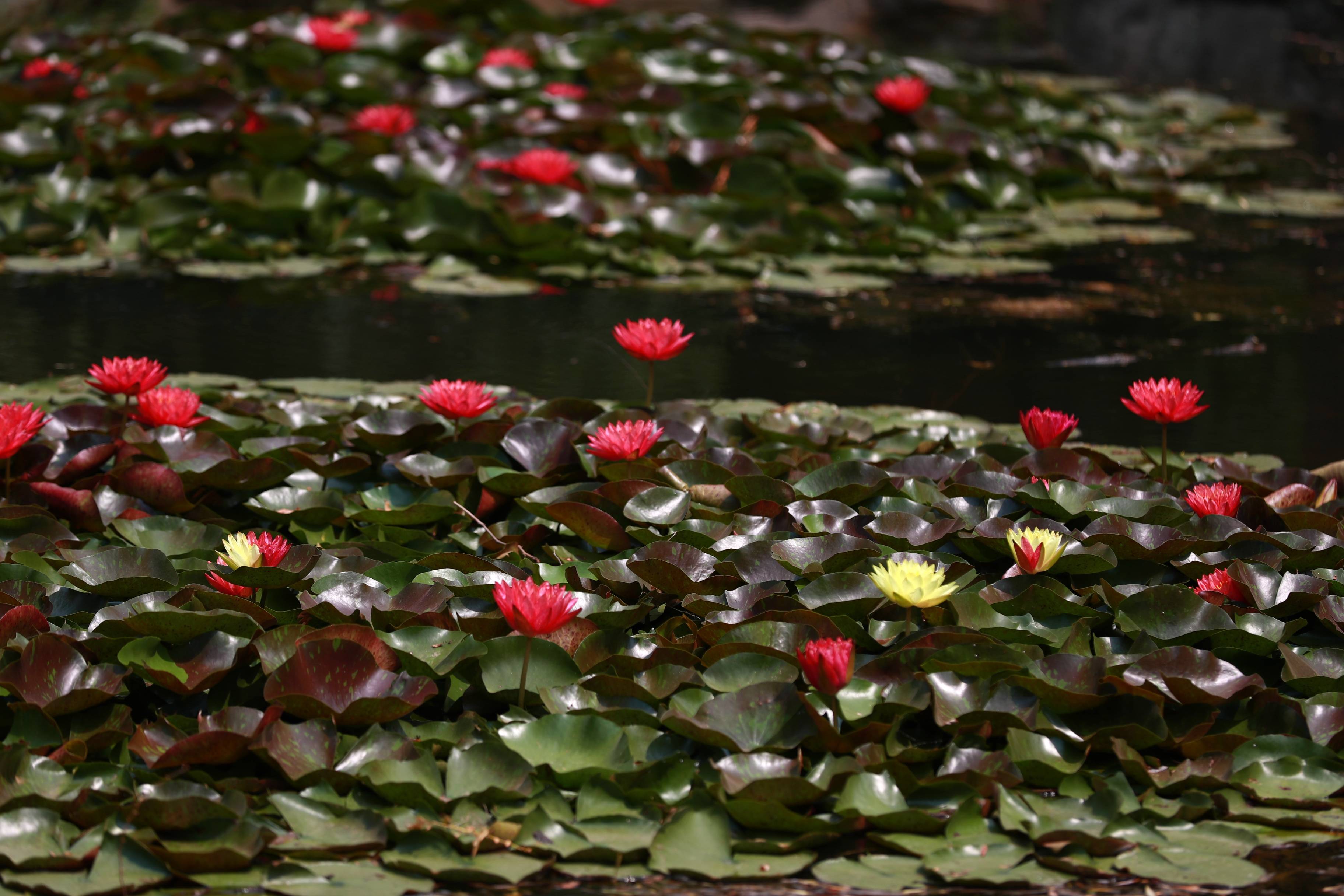 万维莎睡莲绽放圆明园