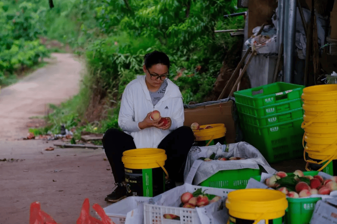 眉山市东坡区大佛村的蜜桃"甜蜜"上市