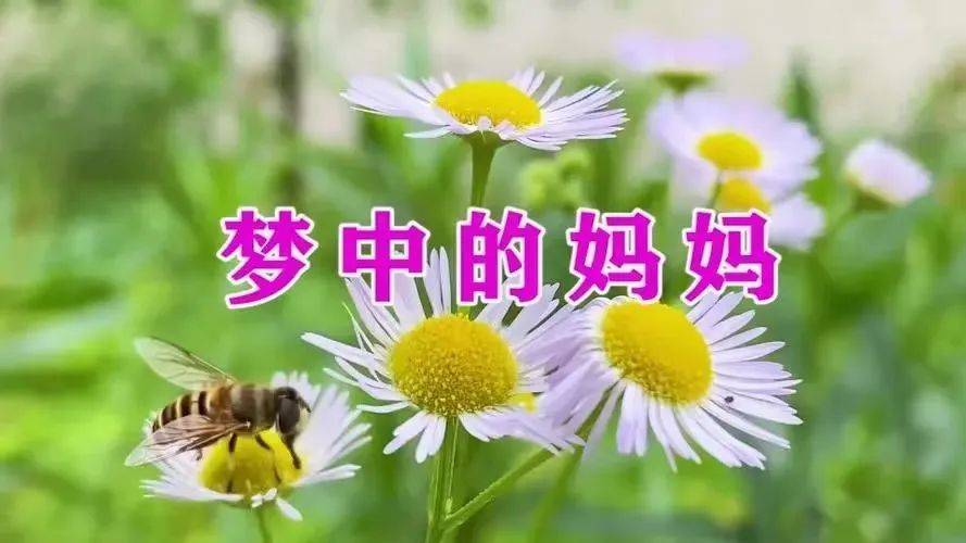 习作||梦里的妈妈