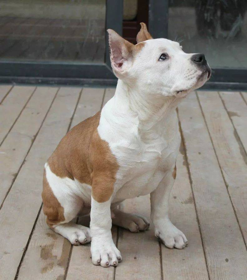 这些烈性犬,深圳禁养!