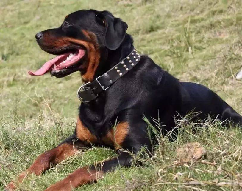 这些烈性犬,深圳禁养!