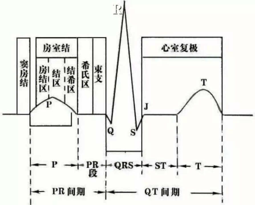 心房心室图四格图片