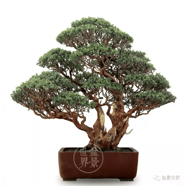 20金41银85铜!国际盆景大会暨亚太盆景赏石大会获奖作品全集