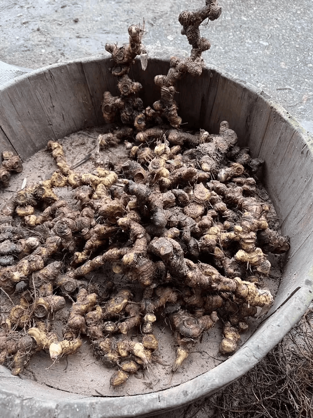 一味药,被誉为"中药界的黄金",同补肺,脾,肾三脏