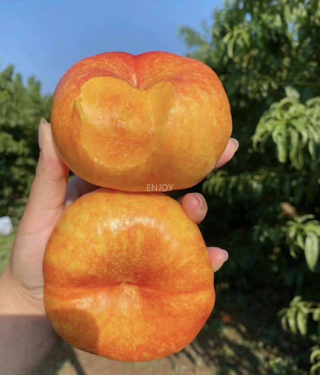 5斤!黄桃的芳香 油桃的甘甜 蟠桃的多汁,一口气吃三种桃!