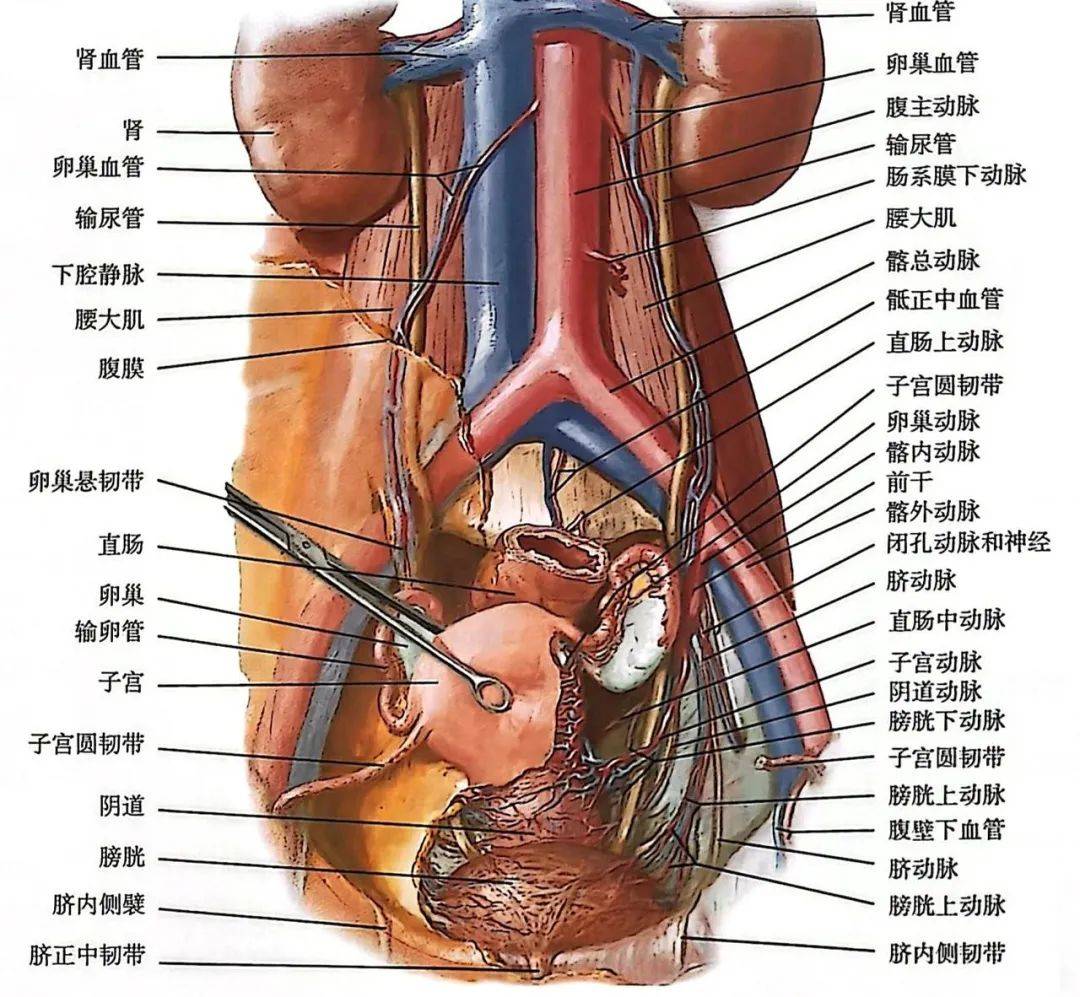 子宫的样子真实 人体图片