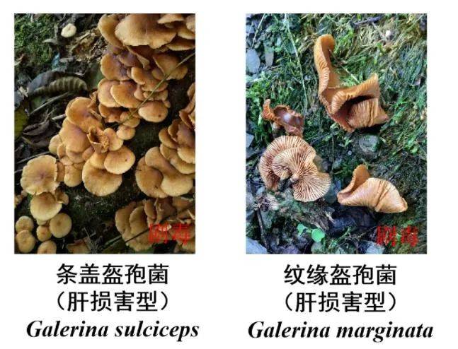 野生菌上市,认清有毒,有害蘑菇,切勿盲目食用