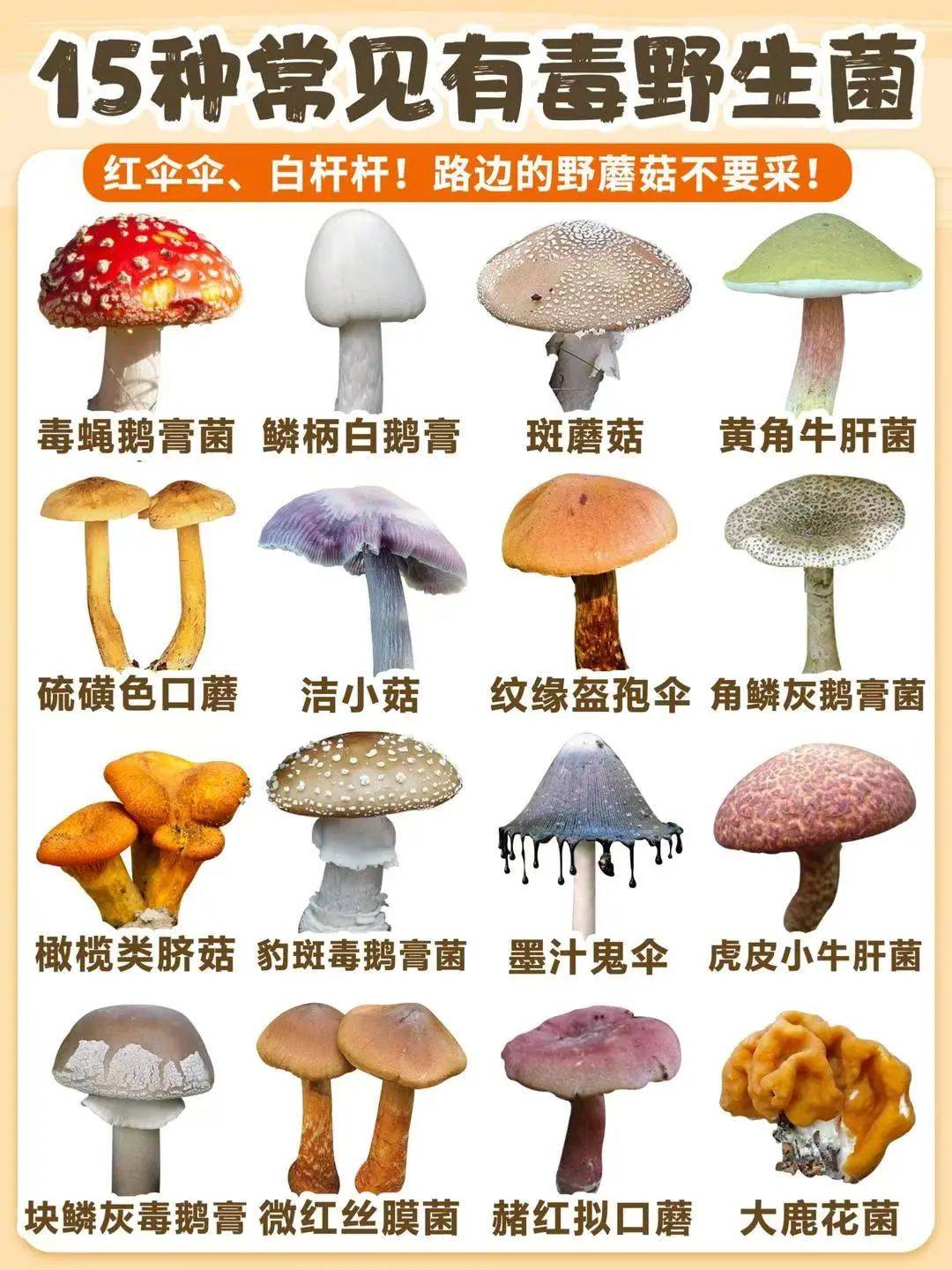 "慎食野生菌,远离毒蘑菇"预防野生菌中毒知识宣传