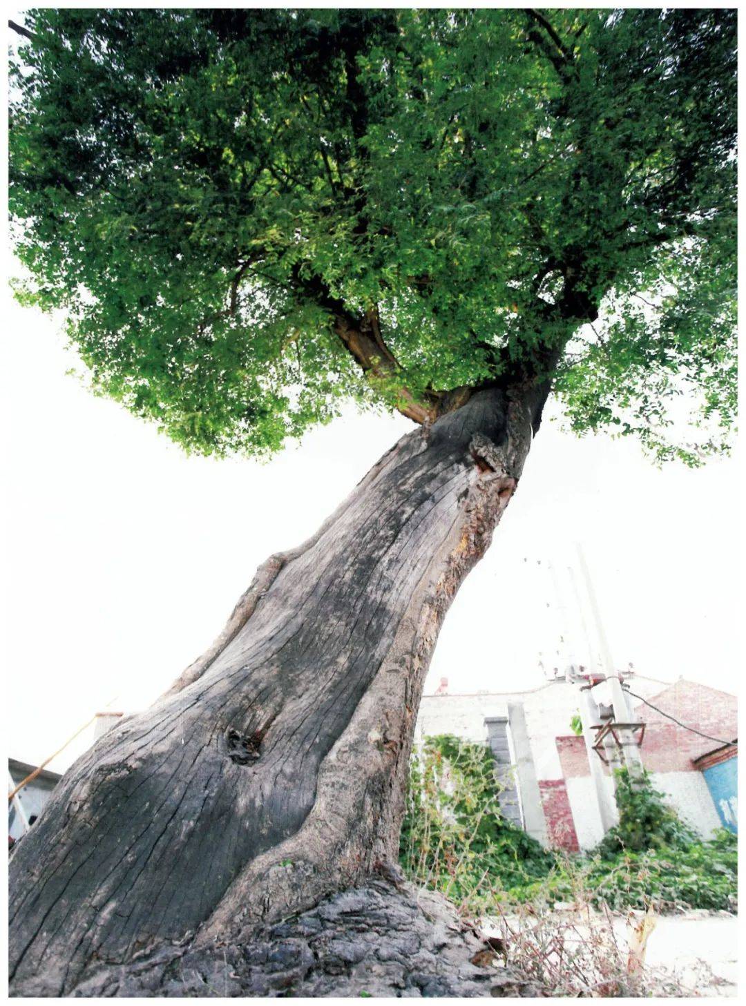 【陕西古树】武功县贞元镇小王村皂荚树