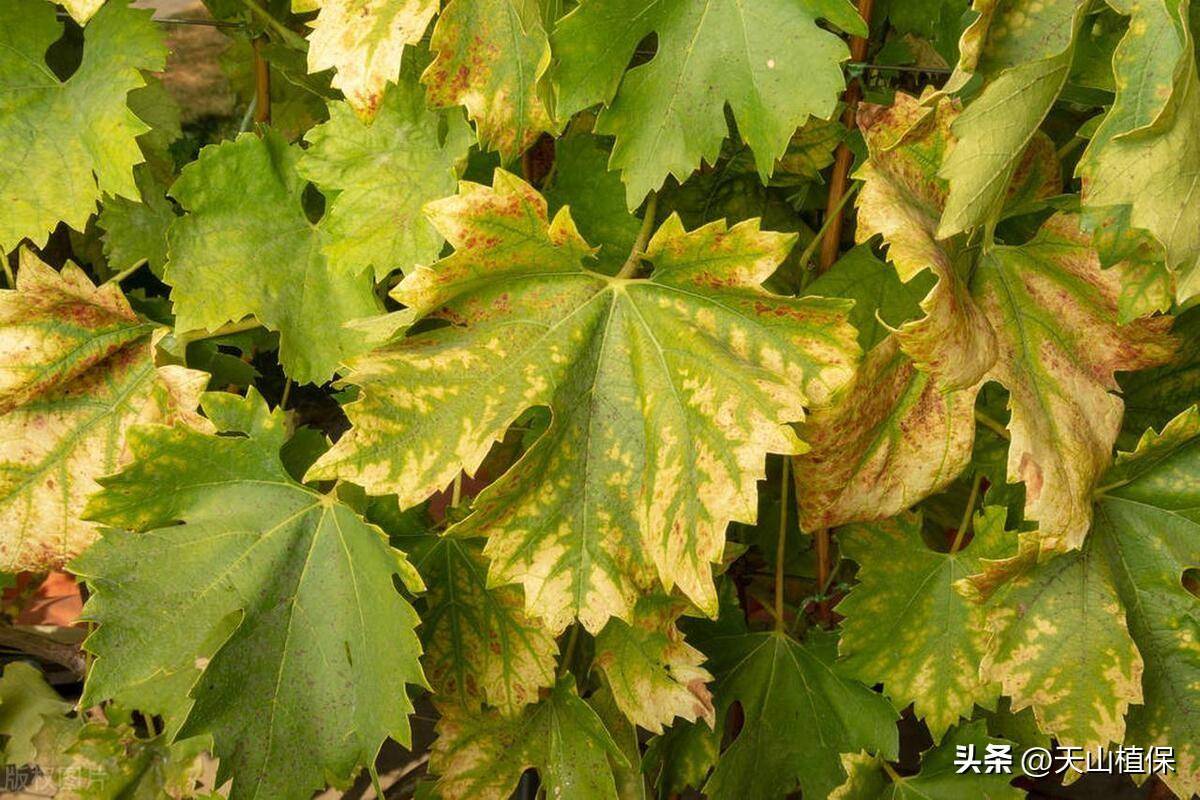 葡萄缺铁表现什么症状